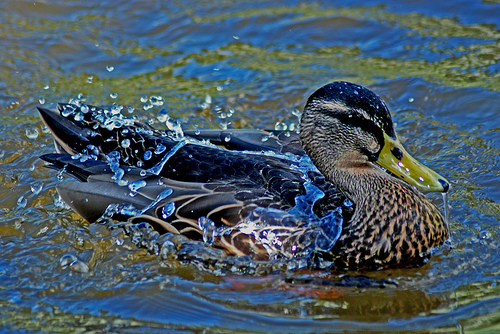 water-off-a-ducks-back.jpg